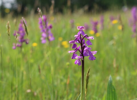 Purple orchids in a meadow. 