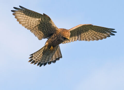 Kestrel hovering. 