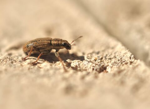 A small, golden-brown beetle with a blunt rostrum and neat stripes on its back