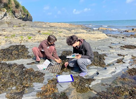 Volunteers conducting a Shoresearch Survey 