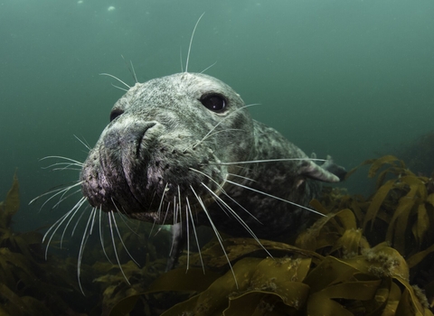 Curious female grey seal