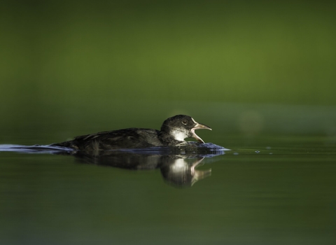 Coot swimming