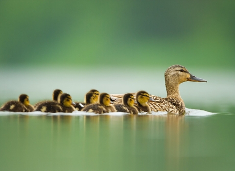 Mallard and chicks swimming