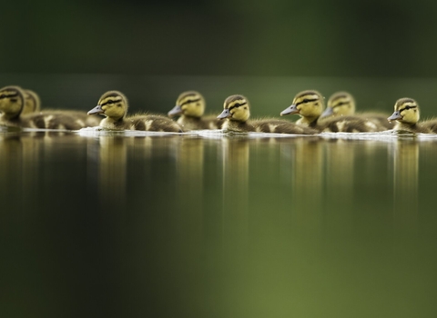 A line of ducklings on a tranquil lake at dawn