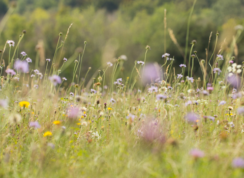 A wildflower meadow