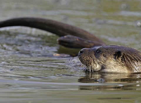 Eurasian otter