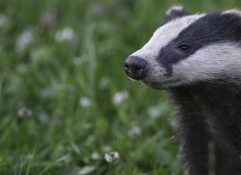 badger cub