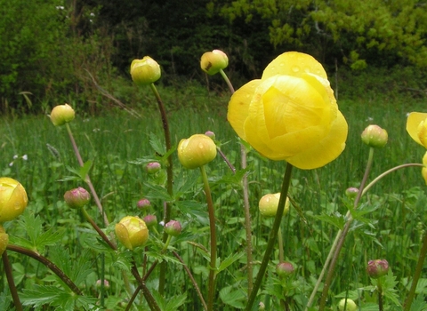 Globe flower