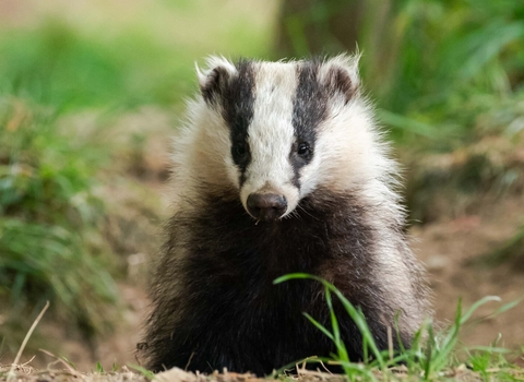 Badger 