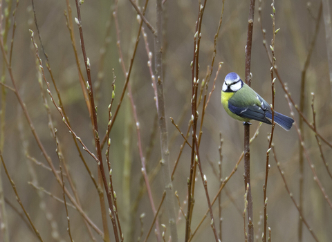 Blue Tit