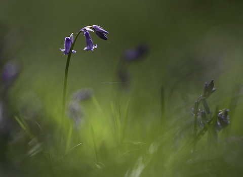 Bluebell