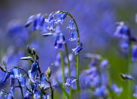 Bluebells