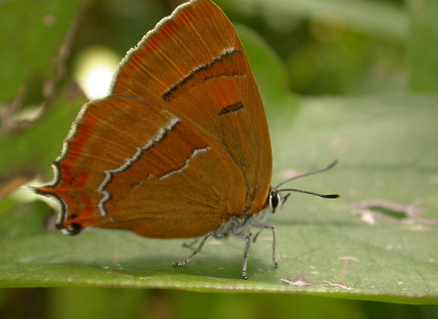 Brown hairstreak butterfly