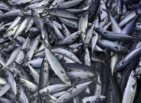 Mackerel in fish separator on board trawler