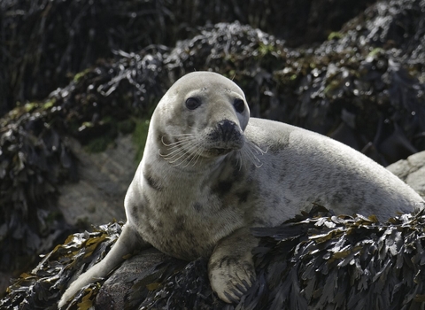 seal hauled out on rocks