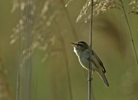 Sedge Warbler