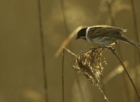 Reed bunting