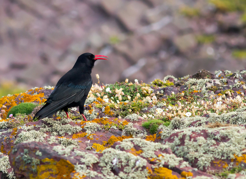 Chough