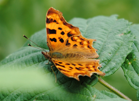 Comma butterfly