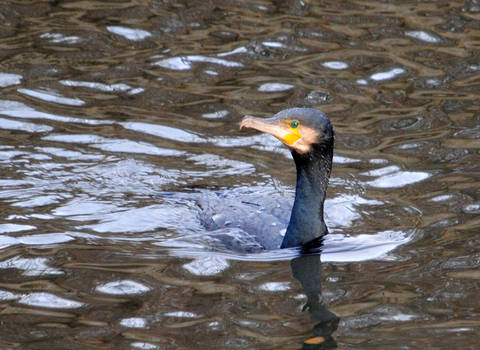 Cormorant