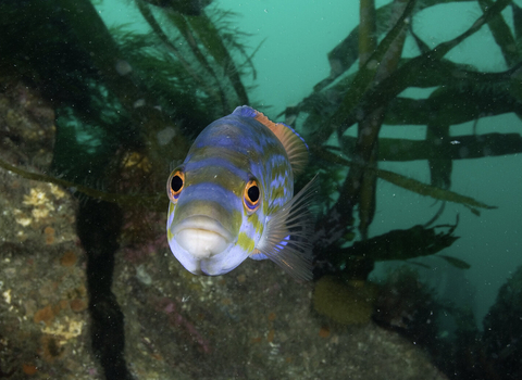 Cuckoo wrasse male