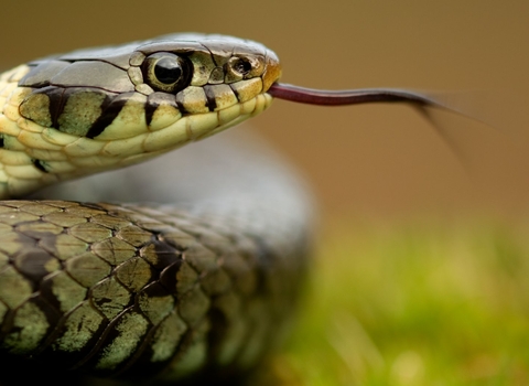 Grass snake