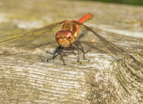 Dragonfly