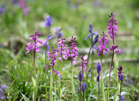 Early purple orchids