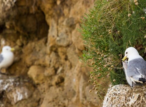 Black-legged kittiwake with chick