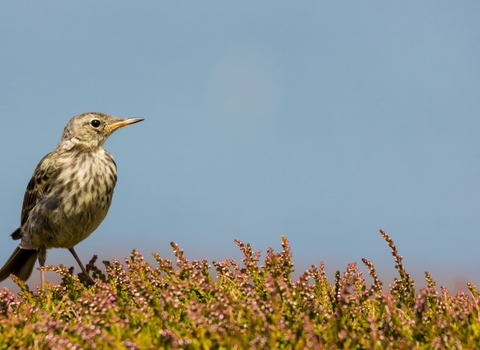 Rock Pipit