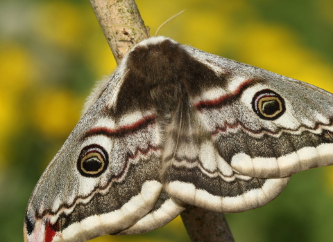 Emperor moth
