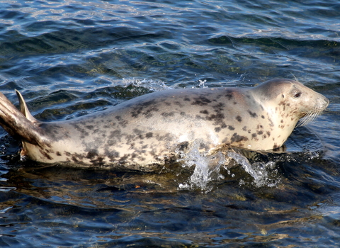 Female Grey Seal