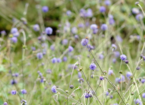 Devil's bit scabious