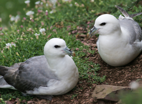 A pair of Fulmars sitting on the island grass