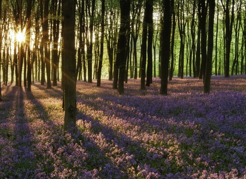 A carpet of bluebells (Endymion nonscriptus) in beech (Fagus sylvatica) woodland