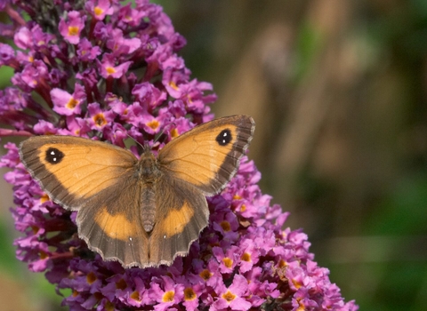 Gatekeeper butterfly 