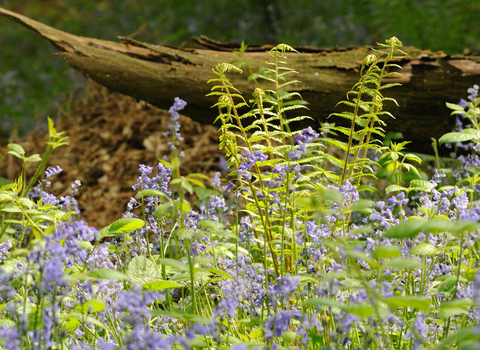 Bluebell woodland