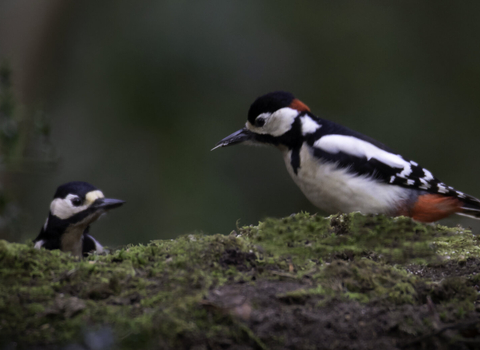 Pair of Great spotted woodpeckers