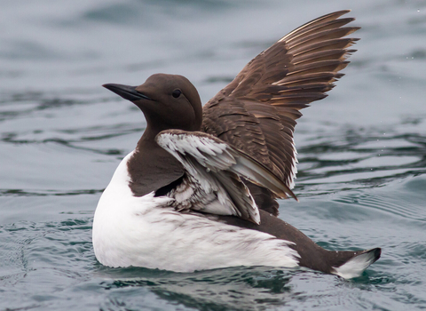 guillemot