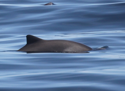 Harbour porpoise