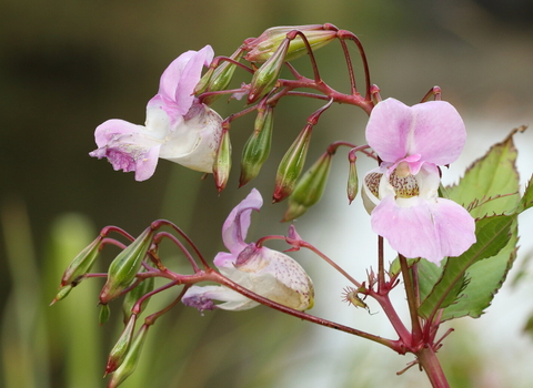 Himalayan Balsam