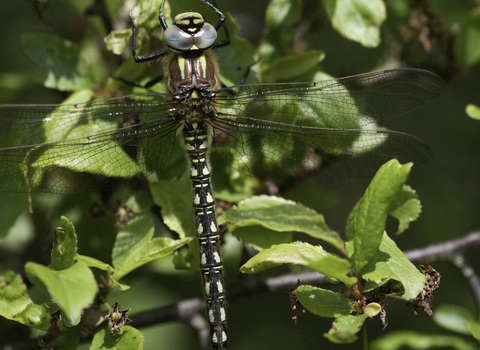 Male hairy dragonfly