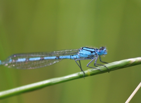 male common blue damselfly