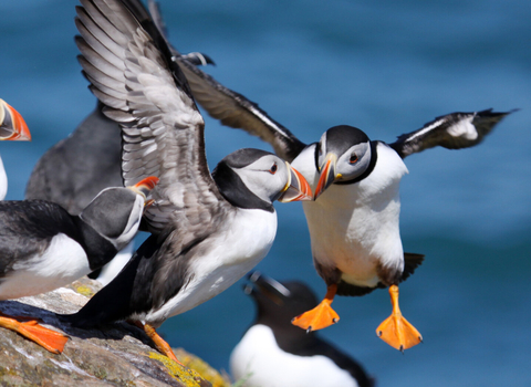 Puffins