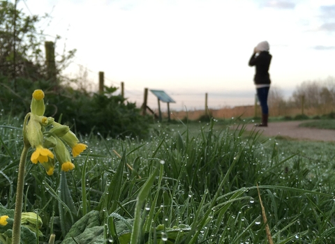 Cowslip and dew-soaked grass as a woman is birdwatching at Idle Valley Nature Reserve Nottinghamshire Wildlife Trust