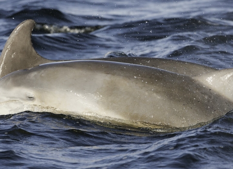 Dolphin surfacing