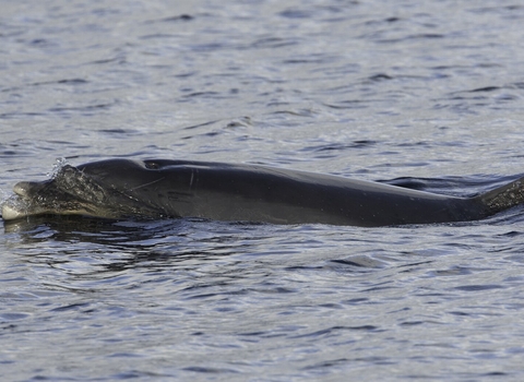 Bottlenose dolphin 