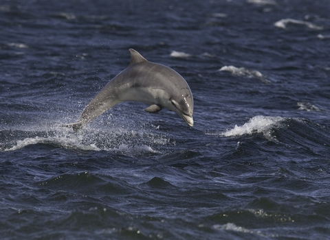 Juvenile dolphin in rough sea
