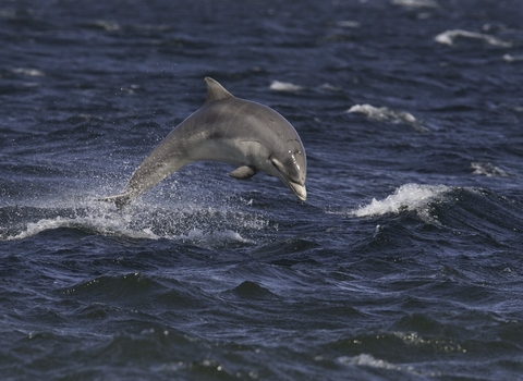 Juvenile dolphin in rough sea