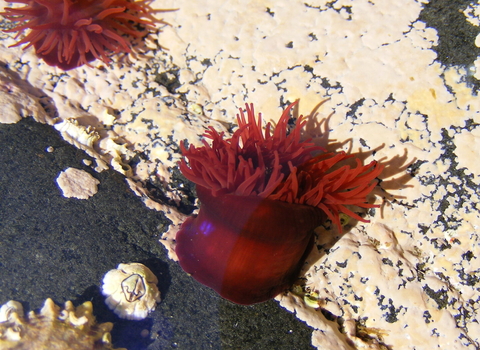 Beadlet anemone